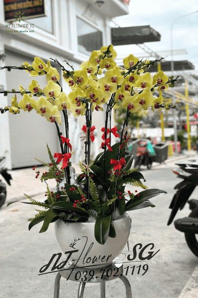 Chậu Lan Hồ Điệp Trang Trí Bàn Sang Trọng